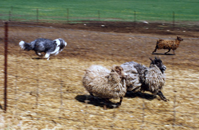 A sheep has split from the group and Robbie going out to bring her back to the group.